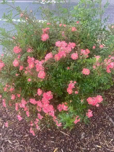Photo of Some plants for the garden (Dresden ST3) #2