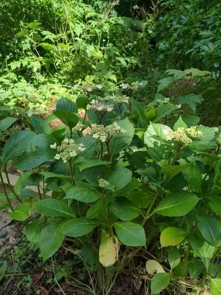 Photo of free Hydrangea about 80cm high (Weston Park) #1