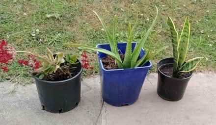 Photo of free Houseplants (CT6) #1