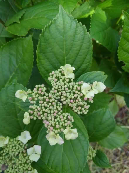 Photo of free Hydrangea about 80cm high (Weston Park) #2