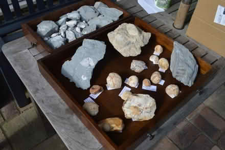 Photo of free Fossils (Lavant PO19) #1