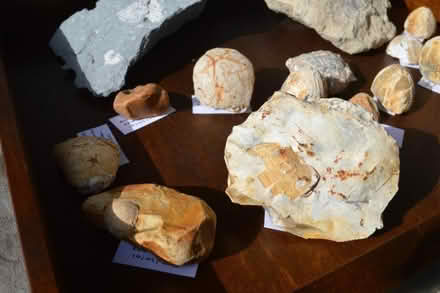 Photo of free Fossils (Lavant PO19) #2