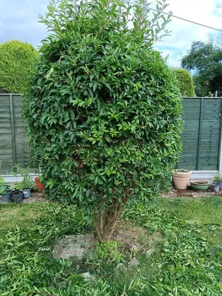Photo of free 2.4meter border bush (Stadhampton OX44) #1