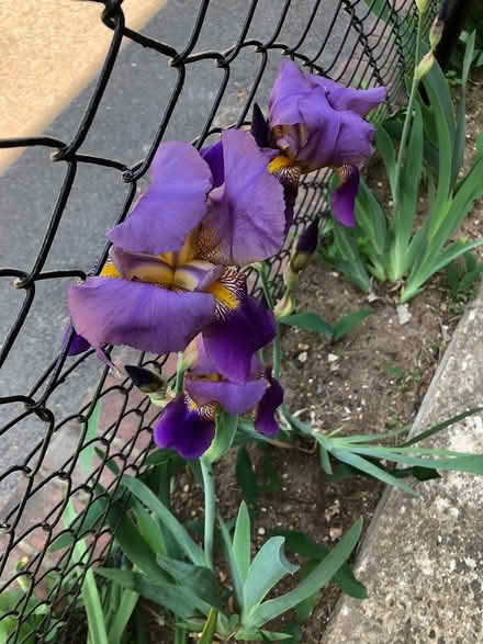 Photo of free Purple Iris Rhizomes (Congress Heights DC) #3