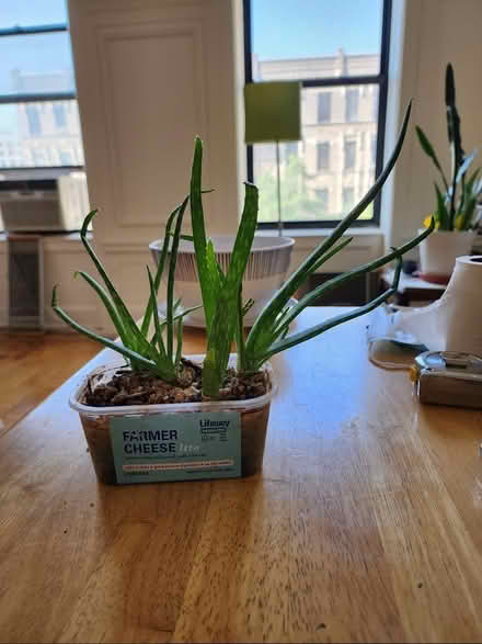 Photo of free Aloe plants (Morningside Heights/UWS) #1