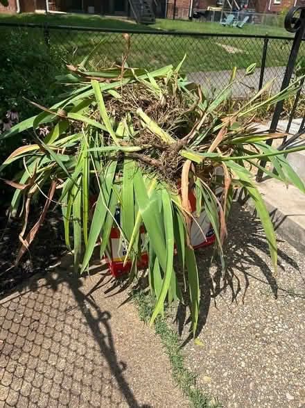 Photo of free Purple Iris Rhizomes (Congress Heights DC) #1