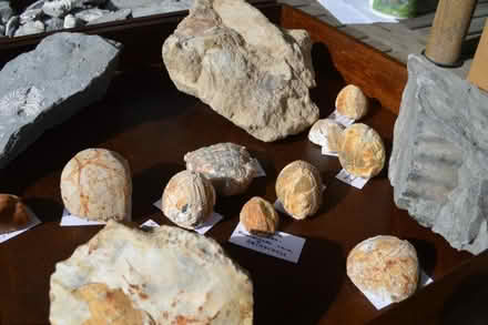 Photo of free Fossils (Lavant PO19) #4