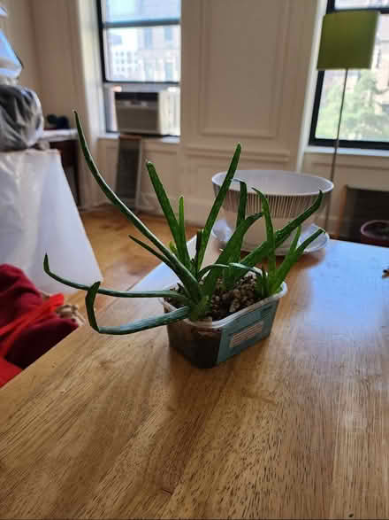 Photo of free Aloe plants (Morningside Heights/UWS) #2