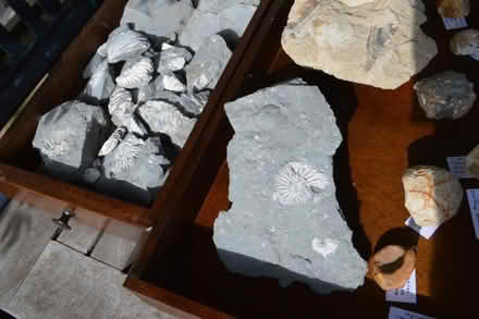 Photo of free Fossils (Lavant PO19) #3