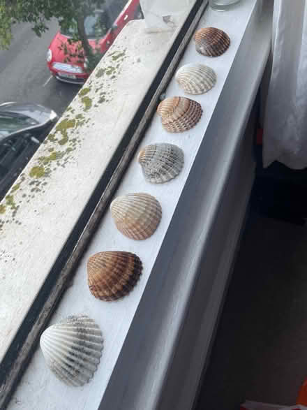 Photo of free Shells (SW12) #1