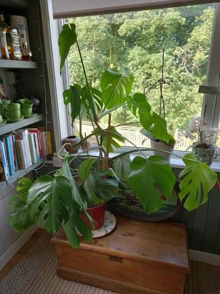 Photo of free Large Cheese Plant (Near Ivybridge) #1