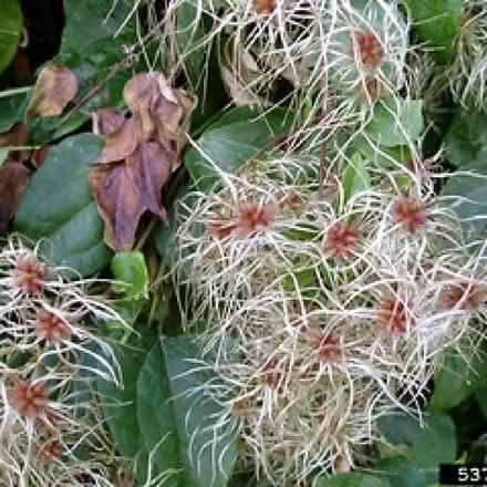 Photo of free wild clematis - old man's beard (Leigh-on-Sea SS9) #1