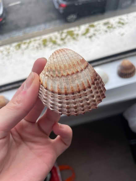 Photo of free Shells (SW12) #2