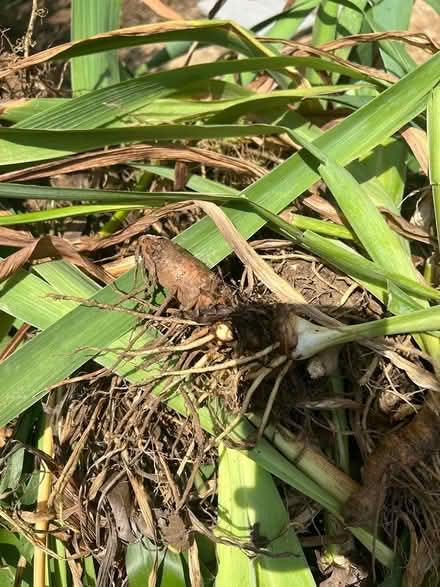 Photo of free Purple Iris Rhizomes (Congress Heights DC) #2