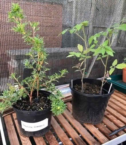 Photo of free Tomato plants & Potentilla shrub (Wheatley OX33) #1