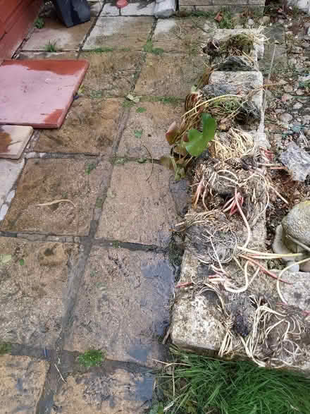 Photo of free Pond Lilly. (Maghull L31) #1