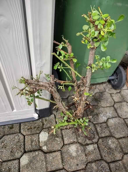 Photo of free Pink Shrub Rose (Penrith CA11) #1