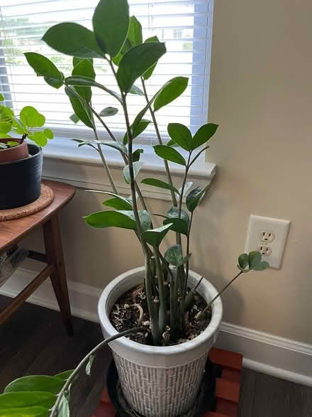 Photo of free Indoor plants (East Cary) #3