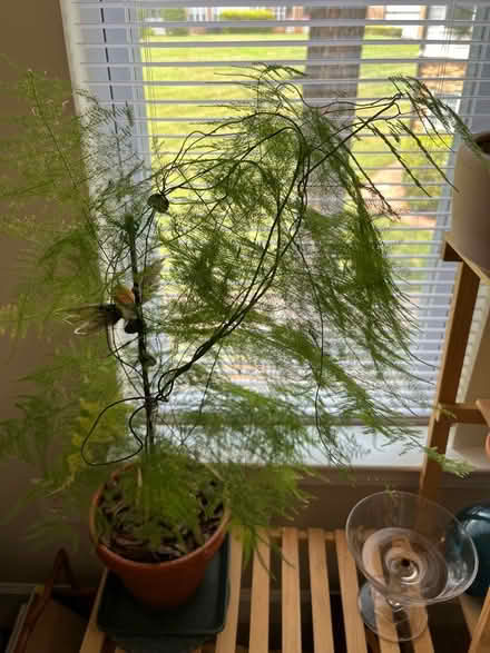 Photo of free Indoor plants (East Cary) #4