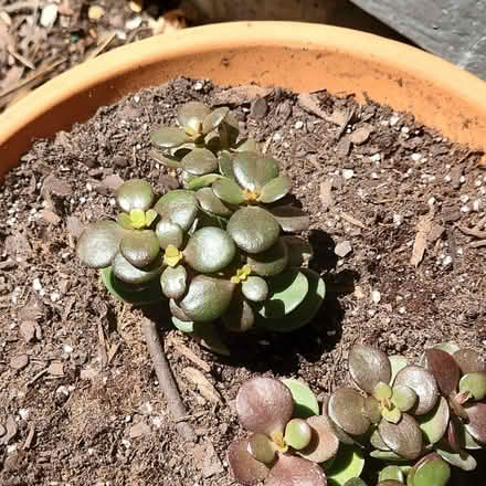 Photo of free Jade Plants (Glenview near Northbrook) #3