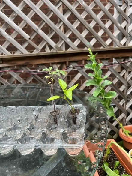 Photo of free Tomato and bell pepper seedlings (Coventry Village) #1