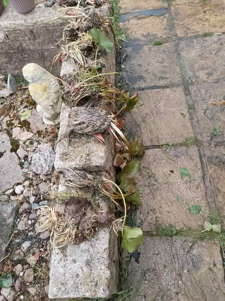 Photo of free Pond Lilly. (Maghull L31) #2