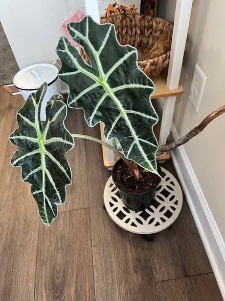 Photo of free Indoor plants (East Cary) #2