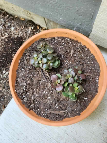 Photo of free Jade Plants (Glenview near Northbrook) #1