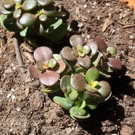 Photo of free Jade Plants (Glenview near Northbrook) #2