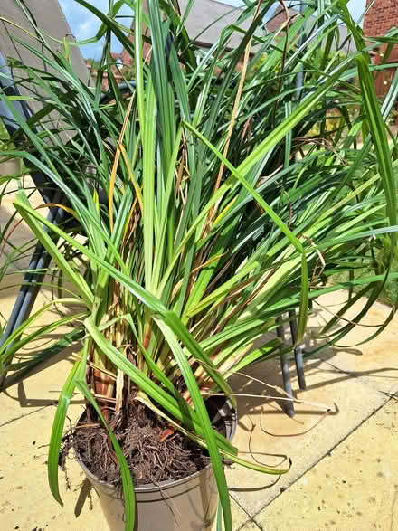 Photo of free Decorative grass (Worcester, WR5) #1