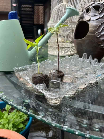 Photo of free Tomato and bell pepper seedlings (Coventry Village) #2
