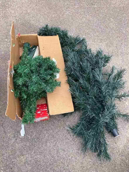 Photo of free Christmas trees (Chippenham SN15) #1