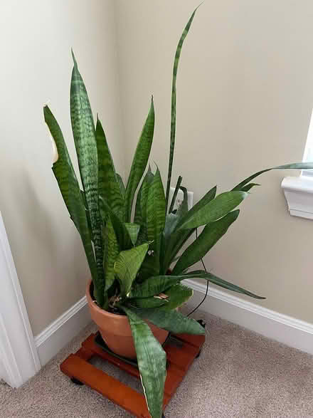 Photo of free Indoor plants (East Cary) #1