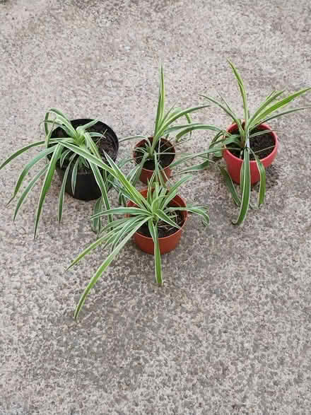 Photo of free 4 spider plants (Mill Hill BB2) #1