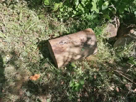 Photo of free 7 Eucalyptus logs tree trunks (Tonbridge) #1