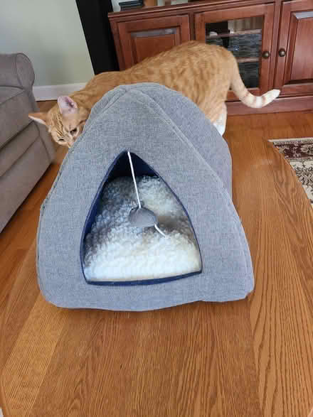 Photo of free Cat pup tent (Whitinsville, MA) #1