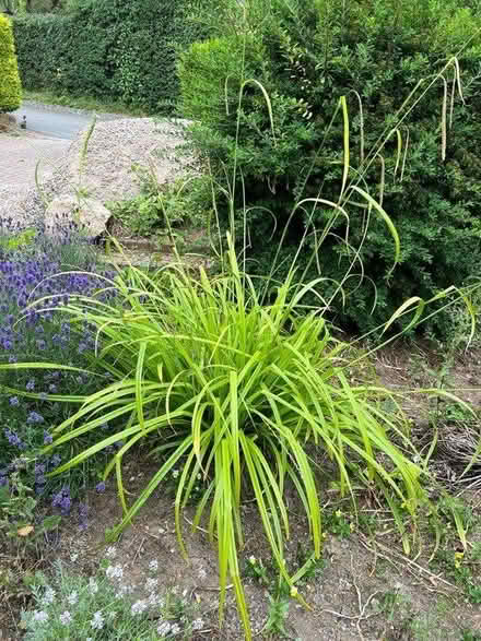 Photo of free Carex pendula ornamental Grass (Derby, Borrowash DE72) #2