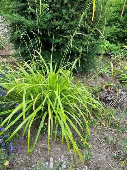 Photo of free Carex pendula ornamental Grass (Derby, Borrowash DE72) #1