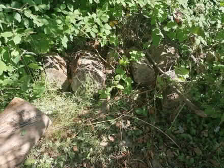 Photo of free 7 Eucalyptus logs tree trunks (Tonbridge) #2