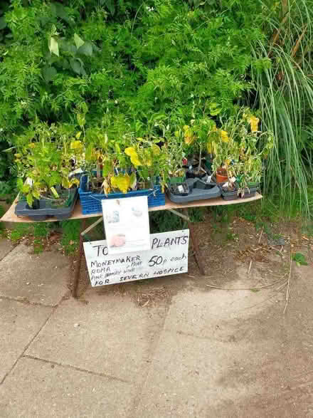 Photo of free Tomato plants (Longden Common SY5) #1