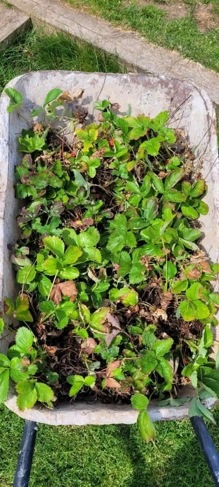 Photo of free Strawberry plants (Wingerworth S42) #1