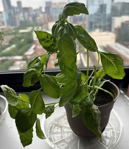 Photo of free Herb plants / Cuttings (60605) #2