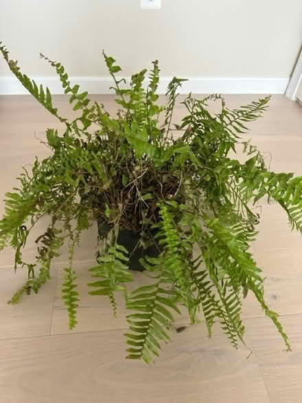 Photo of free Fern - needs love (20020) #1