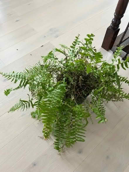 Photo of free Fern - needs love (20020) #2
