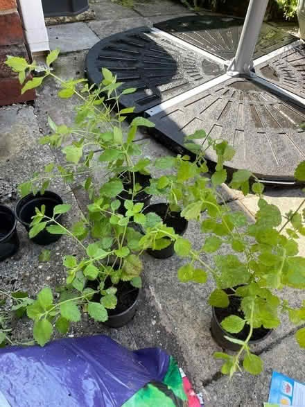 Photo of free Lemon balm plants (Wadsley S6) #1