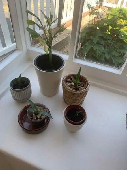 Photo of free 5 small plants (BH23) #2