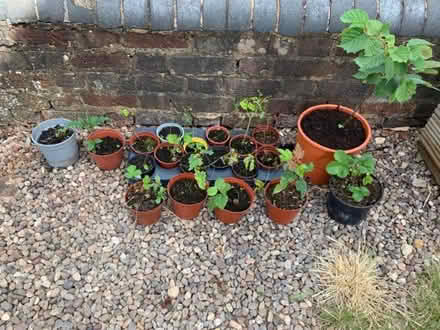 Photo of free Assorted plants - mainly strawberries (Chesham HP5) #1