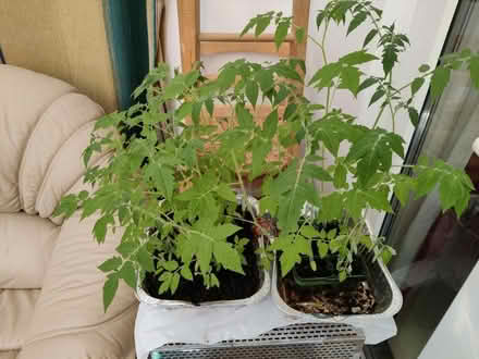 Photo of free Tomato Plants (West Molesey) #1