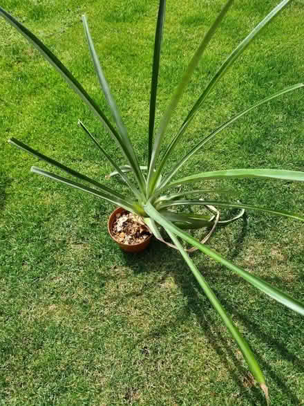 Photo of free Pineapple plant (Hatch Warren Farm RG22) #1
