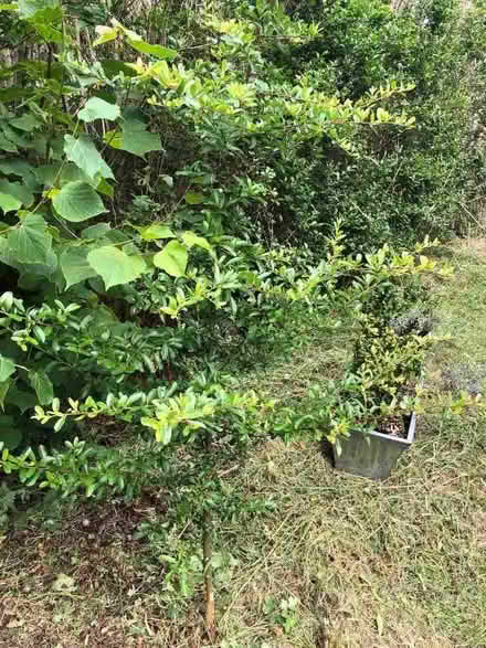 Photo of free 2 x Pyracantha. Fire thorn plants. (Strawberry Hill TW1) #2
